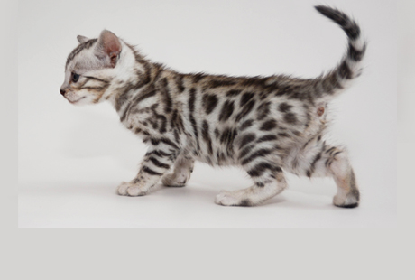Bengal Kittens for sale near me